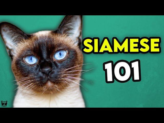 英語のSiamese catのビデオ発音