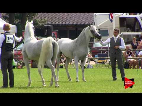 After Show Strohen 2017 - B Show