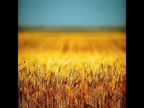 IN EUROPA ,de Filimon Neag