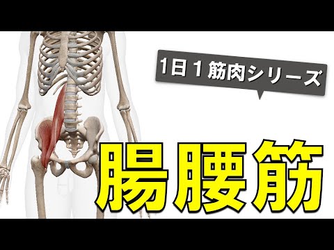 腸腰筋について詳しく解説