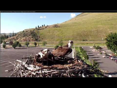 Hellgate Iris Returns to Nest & Louis 2017 06 22 1841