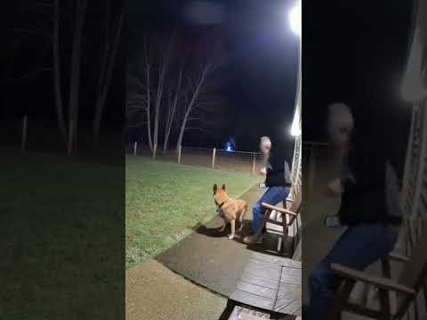 perro alerta a su dueño del peligro que lo acecha #animales #mascotas #aterrador #perros #ias #ia