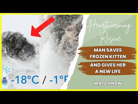 Heartwarming Rescue: Man Saves Frozen Kitten on Frigid Day | Inspiring Tale