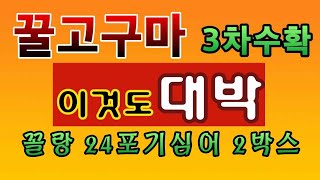 [텃밭농부.816]  꿀고구마 3차수확도 대박 #고구마재배