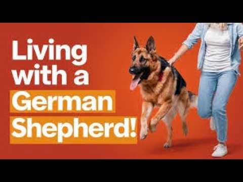 The Surprising Truth About Living With A German Shepherd
