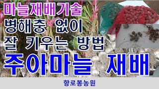 마늘소득 증대할 수 있는 주아마늘재배, 주아마늘 심는 방법