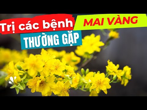 Medicines & Treatments for the Most Common Diseases on Apricot Trees - Le Viet Apricot Trees