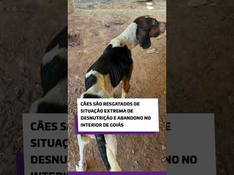 Cães são resgatados de situação extrema de desnutrição e abandono no interior de Goiás