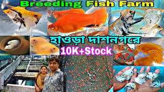 দাশনগরে এ্যাকুরিয়াম ফিস ফার্ম | Aquarium Fish Breeding Farm | Aquarium Fish Farm | Aquarium Fish