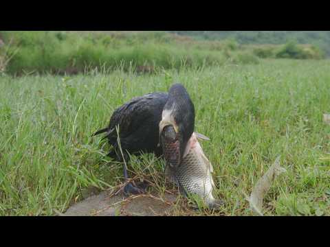 Can This Bird Really Eat That Whole Fish?