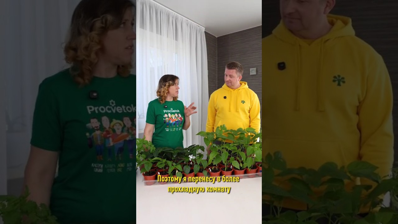 Агрореалити Битва за урожай! Перцы и томаты к высадке готовы! Закаляем рассаду и меряемся размером