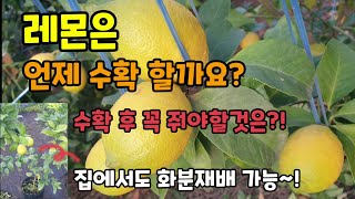 레몬잎이 떨어지는이유 레몬 수확시기 수확후 꼭 줘야할것과 레몬은 집에서 화분재배 가능합니다.