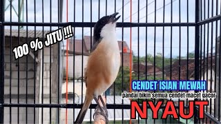 Download lagu burung cendet gacor FULL ISIAN KEKINIAN PANCINGAN CENDET AGAR BUNYI bikin BURUNG PENTET GACOR EMOSI mp3 Download lagu burung cendet gacor FULL ISIAN KEKINIAN PANCINGAN CENDET AGAR BUNYI bikin BURUNG PENTET GACOR EMOSI mp3