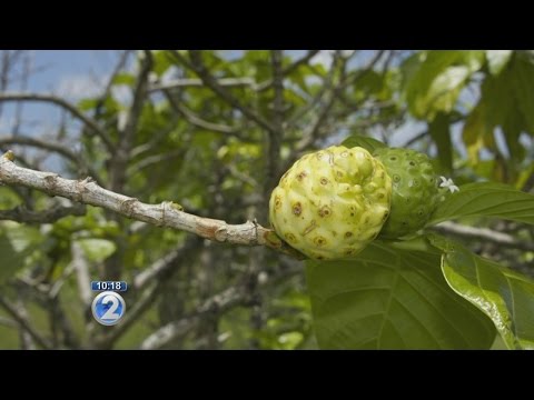 UH cancer researchers study healing properties of noni