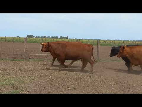 34 Novillos Gordos ‎@romina gomez  ‎@Alfredo S. Mondino  (1)