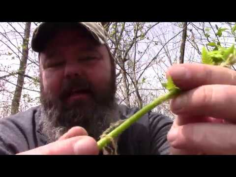 Wild Edibles: Fiddleheads