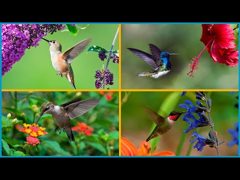 , title : '10 FLORES que ATRAEN MUCHOS COLIBRÍES al JARDÍN'