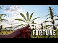 New Normal: Can the cannabis industry survive the coronavirus crisis?