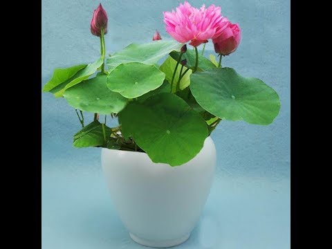 32 easiest way of growing lotus plant