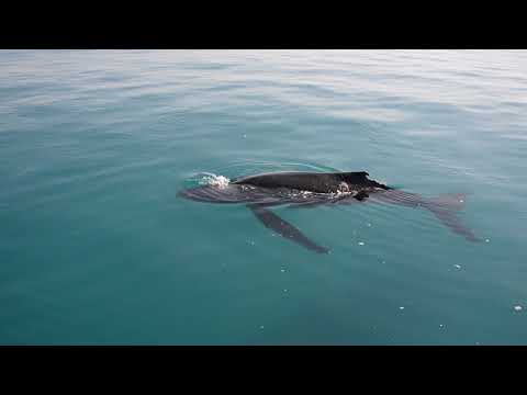 Blue Dolphin Marine Tours