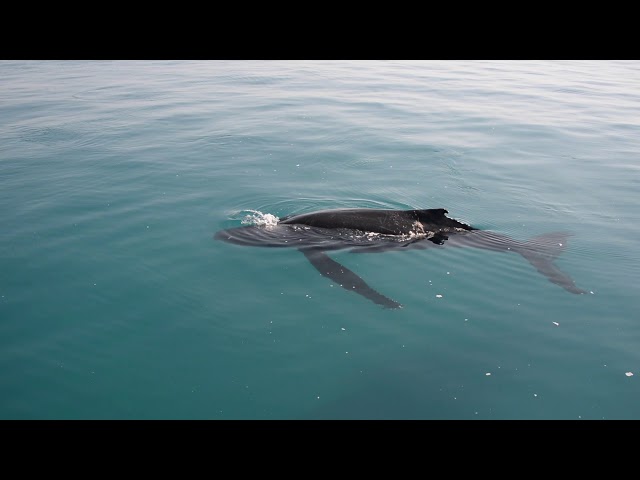 Blue Dolphin Marine Tours. - Urangan, QLD