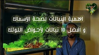 اهمية النباتات لمياه الحوض ولصحة الاسماك و المخلوقات النهرية- افضل 10 نباتات ممكن تبدا بيهم ف اللوتك