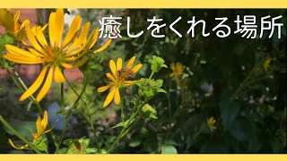 ボタニカルガーデン/スイス暮らし/気分転換/癒し/植物園一周紹介 #49