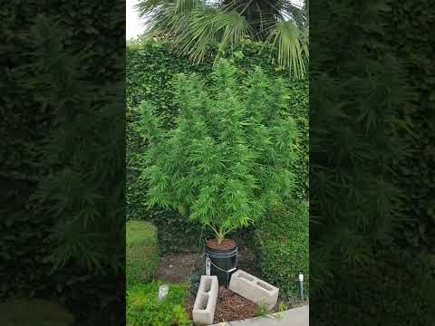 Hempy (Blue Dream), Outdoor, 2022, 8/28