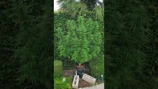 Hempy (Blue Dream), Outdoor, 2022, 8/28