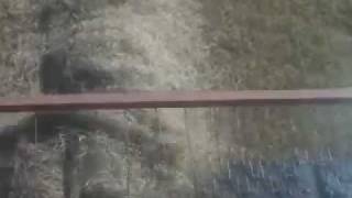 Buffalo Grass Harvest 2011