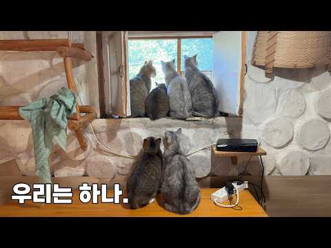 아픈 막둥이를 위한 고양이 가족들의 희생.