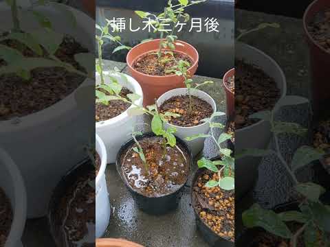 園芸 一般的なブルーベリー、ワイルドブルーベリー