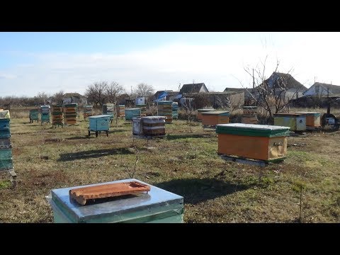 Тёплая зима продолжается, солнцепад :) пасека зимой