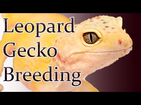 Leopardgecko-Zucht | Wie man Leopardgecko im Jahr 2020 züchtet