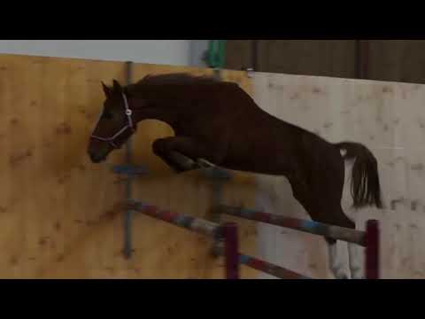 Dollar- KL, Holst. Wal. 2014, Dinken x Carbano