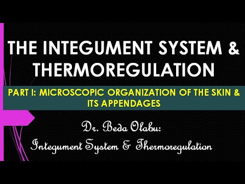 INTEGUMENT SYSTEM PART I - MICROSCOPIC ORGANIZATION OF THE SKIN & ITS APPENDAGES