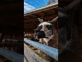 🦙 Llama pt.5 – Sniff & Think Mode Activated 🤔