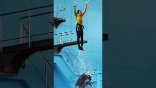 Download lagu #japan #girl vs #dolphin #yokohama #shorts mp3