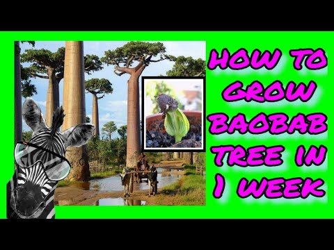 🌱How to grow baobab tree from a seed in 1 week 🌳