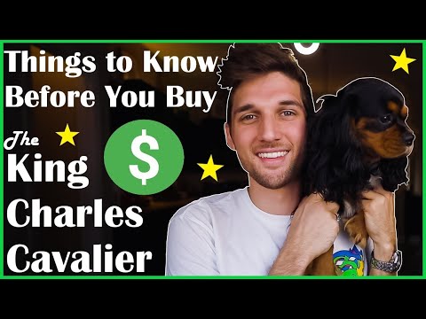 Before You Buy a Cavalier
