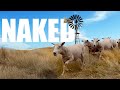 Shearing Season on an Australian Sheep Farm