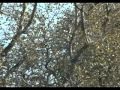 Levan Vasadze - Mexsiereba 