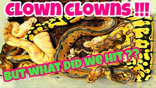 Baby Snakes!! Nice Little Clown Clutch!!
