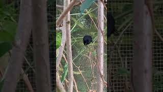 Download lagu Black Siskin | Village Weaver | Red Siskin | Birds mp3 Download lagu Black Siskin | Village Weaver | Red Siskin | Birds mp3