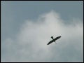 Coyote Oldman Rainbird video