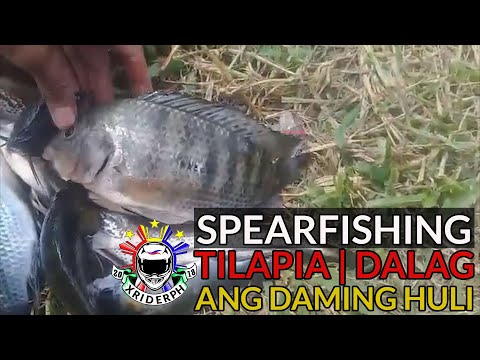 EP04 - Traditional Fishing : SpearFishing Tilapia at Dalag - Paninibat ng isda sa ilog