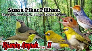 Download lagu Suara Pikat Burung Remetuk Laut Dan Pleci Prenjak Kepala Merah.. mp3 Download lagu Suara Pikat Burung Remetuk Laut Dan Pleci Prenjak Kepala Merah.. mp3