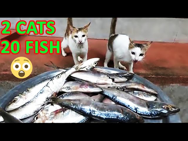 2 cats eating nearly 20 raw fishes (Not even a single piece was left!)