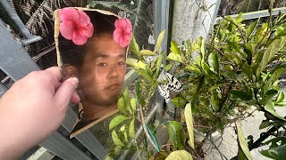 チョウ vs 野獣先輩