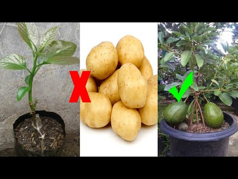 Instructions for growing avocado with potatoes - Tips For Agriculture